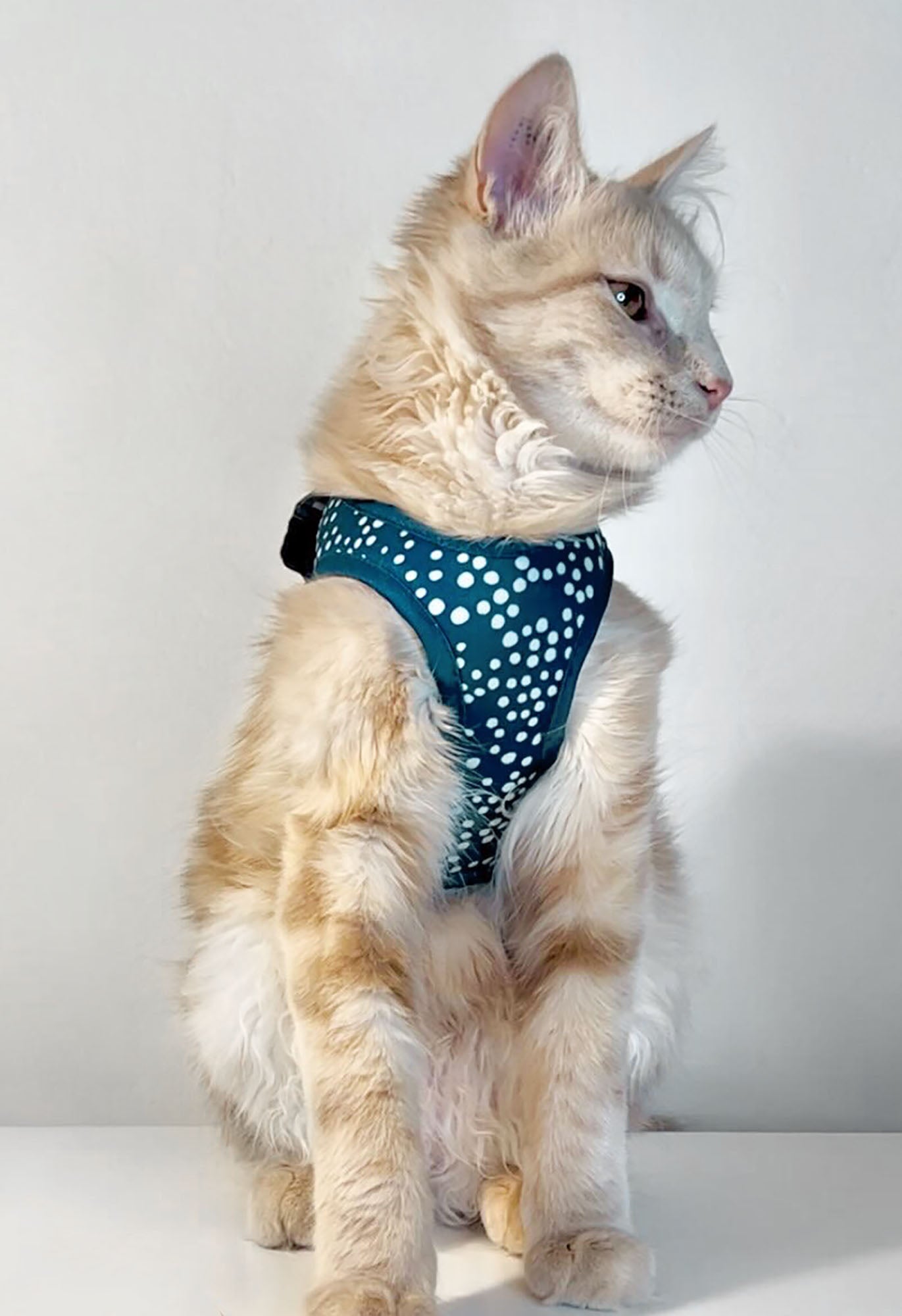 Step in 2025 cat harness